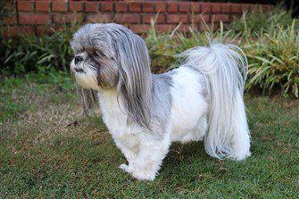 Shih tzu long outlet hair